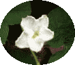 ひょうたんの「白い花」