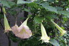 ダチュラの花と　ほころびかけたつぼみ