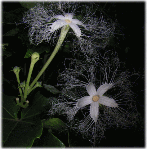 カラスウリ（烏瓜　からすうり）　白い花とつぼみ