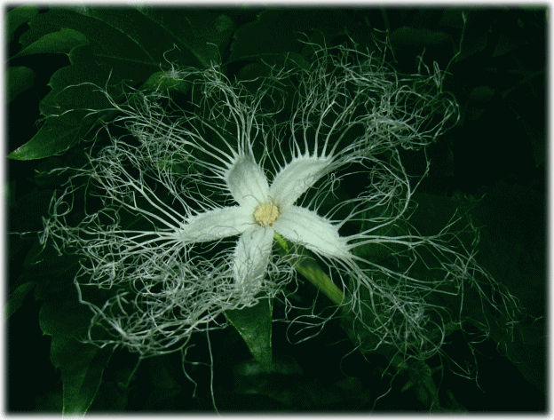 カラスウリ（烏瓜　からすうり）　白い花