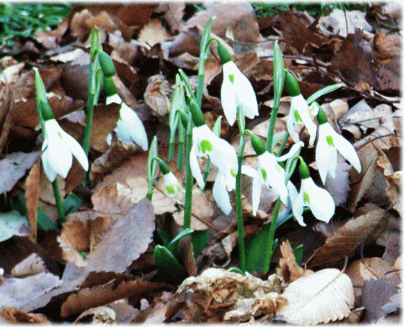 スノードロップ（待雪草　まつゆきそう）　白い下向きの小さい花