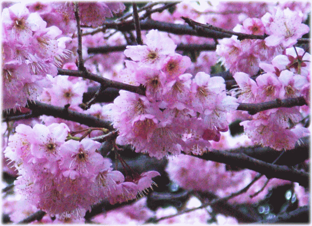 椿寒桜（つばきかんざくら）　サクラ（桜　さくら）