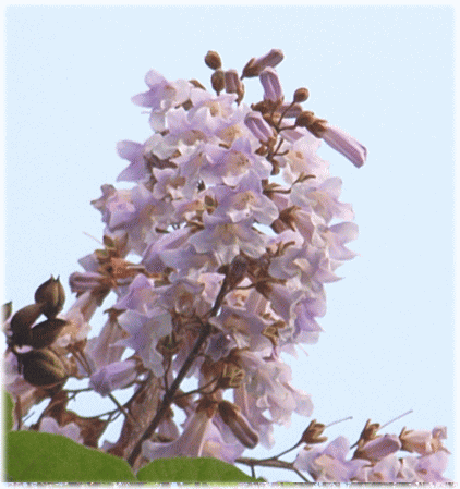 キリ（桐　きり）　薄紫の花