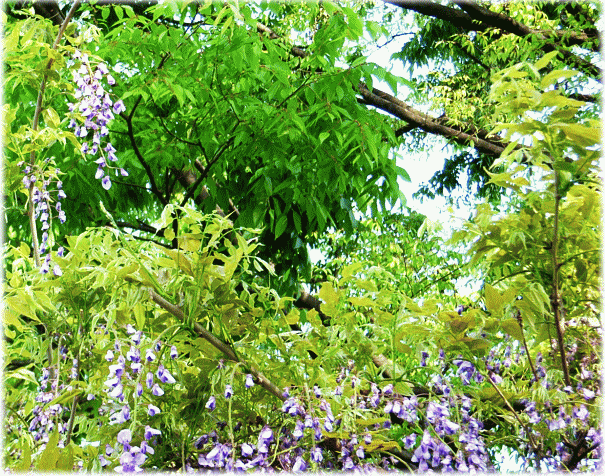 フジ（藤　ふじ）　紫の花