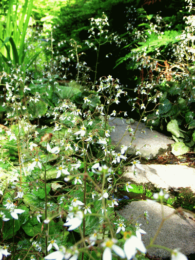 ユキノシタ（雪の下　ゆきのした）　白い花