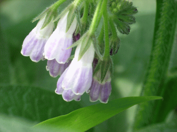 コンフリー（ヒレハリソウ）の薄紫の花と、葉