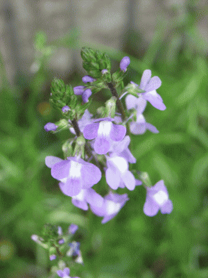 マツバウンラン（松葉海蘭　まつばうんらん）薄紫の花