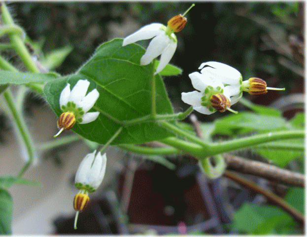 ヒヨドリジョウゴ(鵯上戸　ひよどりじょうご)の白い花　写真