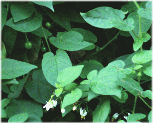 ヒヨドリジョウゴ(鵯上戸　ひよどりじょうご)の緑の果実と白い花　