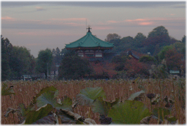 上野　不忍池（しのばずのいけ）　弁天堂　蓮池（はすいけ）と夕焼け