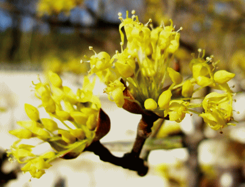サンシュユ(サンシュ　山茱萸　さんしゅゆ)　満開　黄金花(こがねばな)　黄色　花