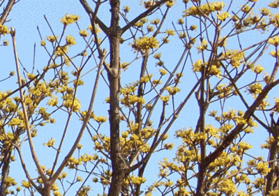 サンシュユ(サンシュ　山茱萸　さんしゅゆ)　木　黄金花(こがねばな)　黄色　花