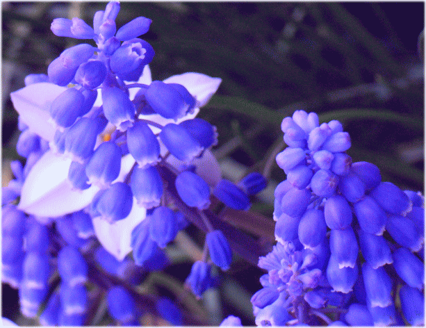 ムスカリ　青い花　とハナニラ(花韮　はなにら )　白い花
