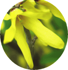 レンギョウ(連翹　れんぎょう)　黄色の花