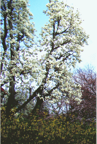 白モクレン(木蓮)の木と五分咲きの桜ソメイヨシノ(染井吉野)、レンギョウ(連翹)　黄色の花