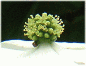 ヤマボウシ(山法師　やまぼうし)　ホンモノの花