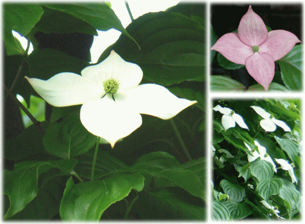 ヤマボウシ(山法師　やまぼうし)　白い花、赤い花(紅花ヤマボウシ)