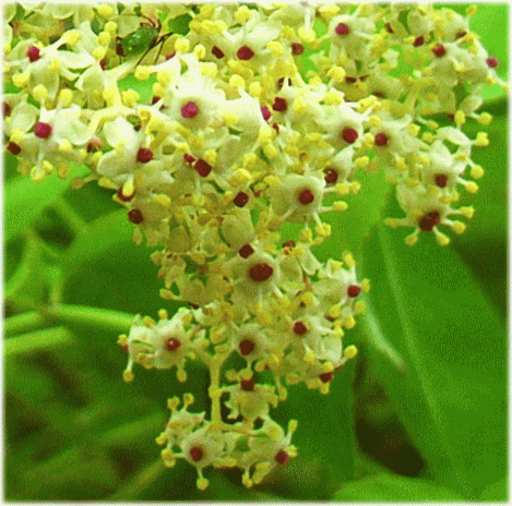 ニワトコ(接骨木　にわとこ)　白い花　赤いメシベ