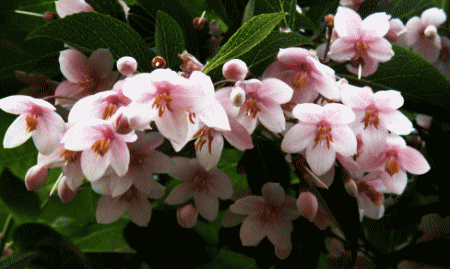 エゴノキ　紅花　ピンク　ベニバナエゴノキ