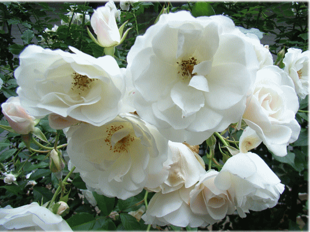 バラ(薔薇　ばら)　白い花