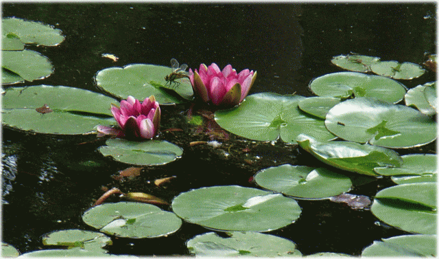 トンボ(蜻蛉　とんぼ)　　スイレン(睡蓮　すいれん)　ピンクの花　