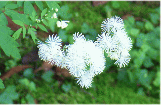 カラマツソウ(落葉松草　からまつそう)　　白い花