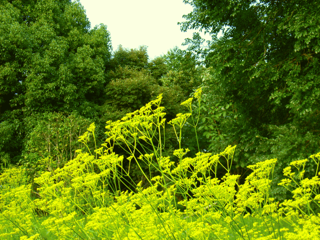 オミナエシ(女郎花　おみなえし)　黄色い小花の集まり