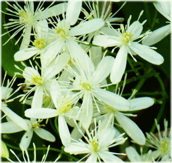 センニンソウ(仙人草　せんにんそう)　白い花　拡大