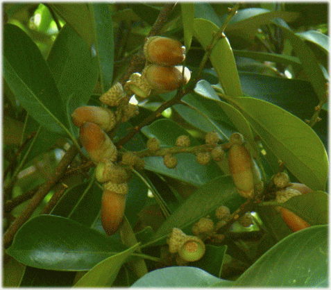 マテバシイ(全手葉椎 まてばしい)の木の実