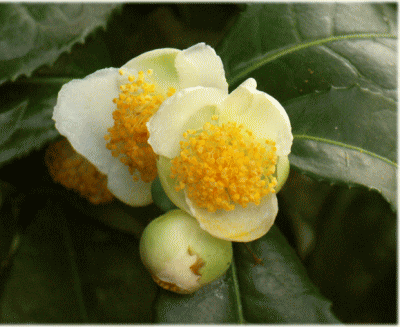 チャノハナ(茶の花)と緑の葉　白い花とつぼみ