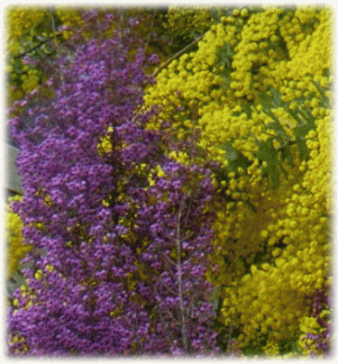 ミモザ(銀葉アカシア、房アカシア ミモザアカシア)　黄色い花房とピンクの蛇の目エリカ