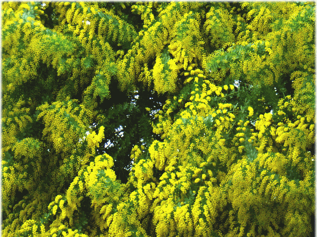 ミモザ(銀葉アカシア、房アカシア 　ミモザアカシア)　黄色い花房