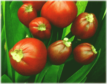 君子蘭(クンシラン)の赤い実