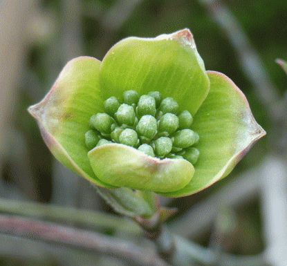 ハナミズキ（花水木　はなみずき）、またはアメリカヤマボウシ　ホウの開き　緑の花はまだつぼみ