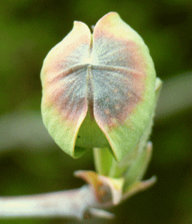 ハナミズキ（花水木　はなみずき）、またはアメリカヤマボウシ　つぼみ