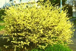 ヒュウガミズキ(日向水木　ひゅうがみずき)　全体のイメージ　短い房、黄色いしべ