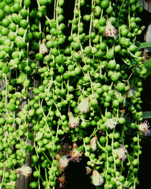 グリーンネックレス　花　緑の鈴　緑の玉は葉