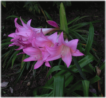 インドハマユウ(印度浜木綿 いんどはまゆう)　花　ピンク