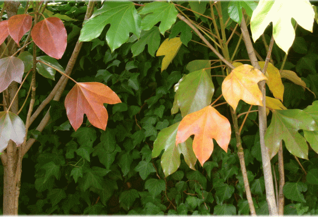 カクレミノ(隠蓑 かくれみの)　紅葉と黄葉　10月