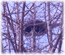 カラス(烏)の巣　樹上