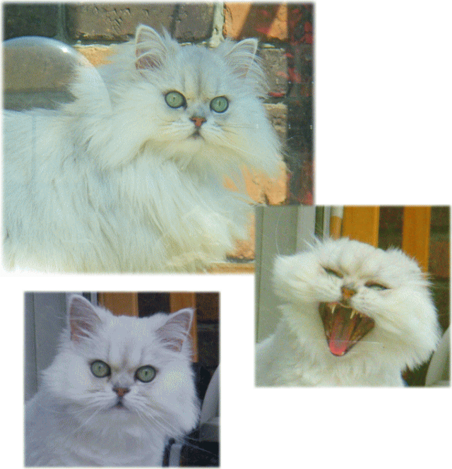 ペルシャ猫　冬毛と夏毛