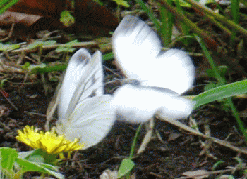 白い蝶々　２頭