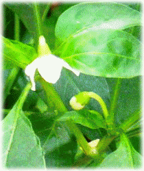 内藤トウガラシ　白い花とつぼみ