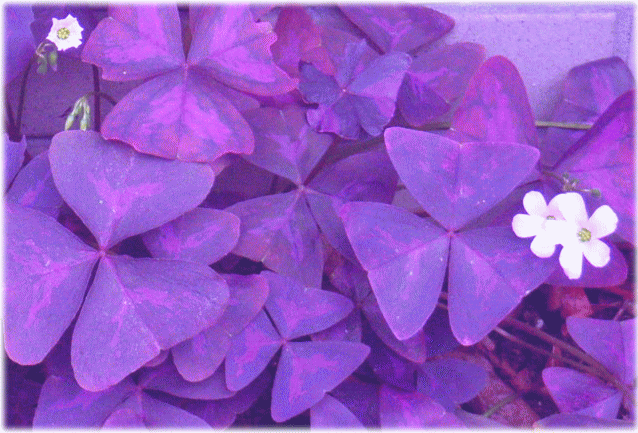 紫の葉、オキザリス　カタバミ(酢漿草)科 　紫の舞　ピンクの花