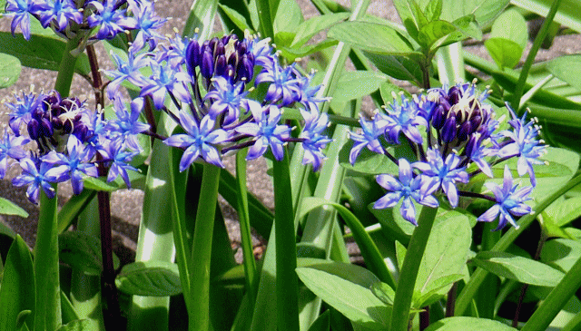 　シラー（スキラ　スキルラ　Scilla 　：オウツルボ　大蔓穂）→青紫の花