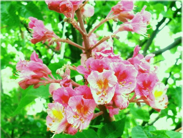 ベニバナトチノキ(紅花栃の木　紅花橡　べにばなとちのき)ピンクの花