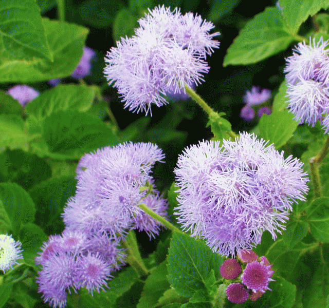 アゲラタム。別名カッコウアザミ（郭公薊）薄紫の花