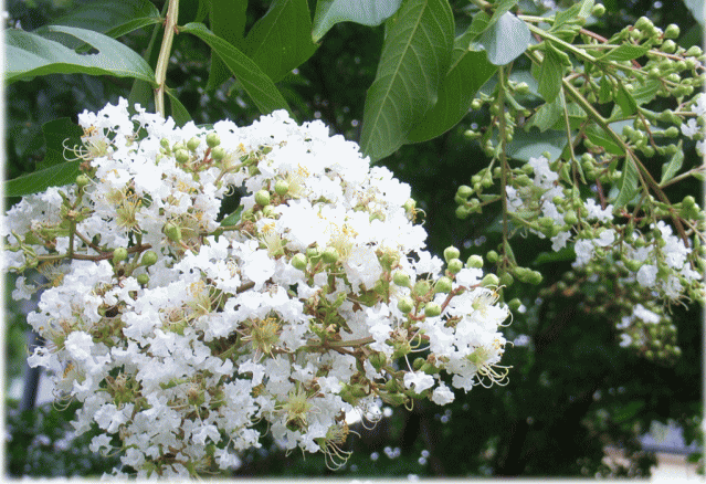 サルスベリ(百日紅)　白い花