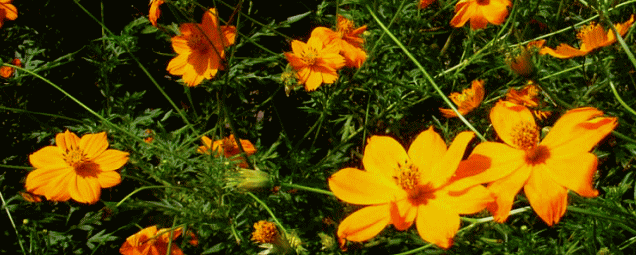 キバナコスモス(黄花コスモス)　花びらの舌状花と､まん中の筒状花(管状花)という､２つの花がひとつの花