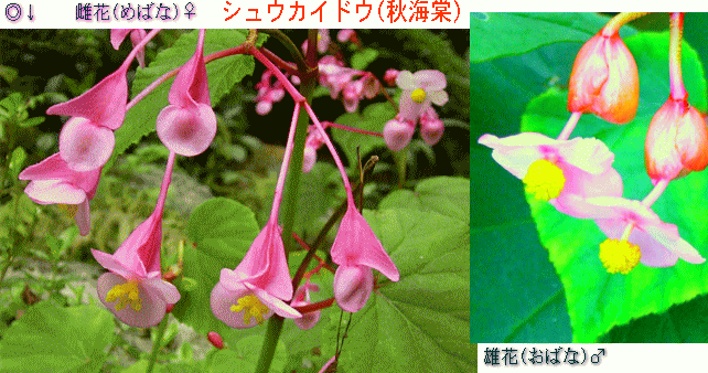 シュウカイドウ(秋海棠 しゅうかいどう)　左：雌花(めばな)♀ 　右：雄花(おばな)♂